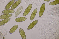 Pleomassaria carpini