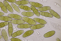 Pleomassaria carpini