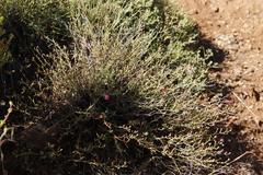Jamesbrittenia breviflora