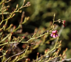 Jamesbrittenia breviflora