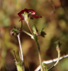 Jamesbrittenia breviflora