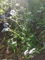Myosotis scorpioides