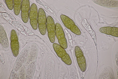Pleomassaria carpini
