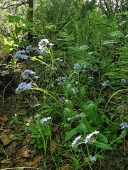 Myosotis scorpioides