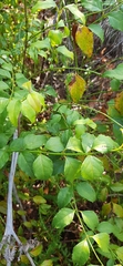 Halleria lucida