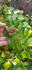 Halleria lucida