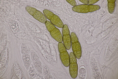 Pleomassaria carpini