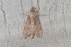 Erinnyis oenotrus