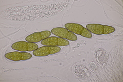 Pleomassaria carpini