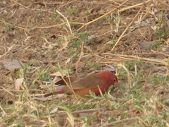 Lagonosticta senegala