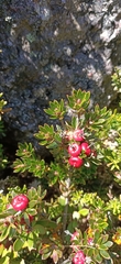 Cyathodes straminea
