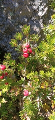 Cyathodes straminea