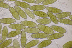 Pleomassaria carpini