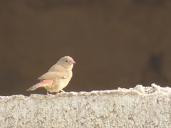 Lagonosticta senegala