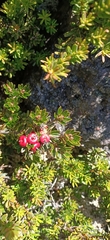 Cyathodes straminea