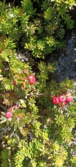 Cyathodes straminea