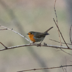 Erithacus rubecula