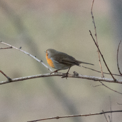Erithacus rubecula