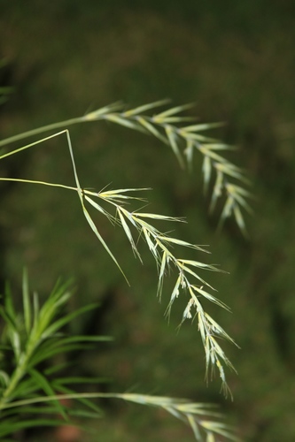 Svenson's wildrye (Elymus svensonii)