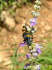 Polyzonus fasciatus