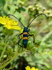 Polyzonus fasciatus