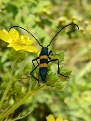 Polyzonus fasciatus