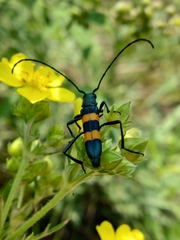 Polyzonus fasciatus