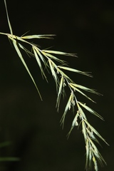 Elymus svensonii