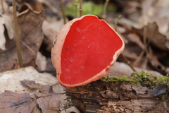 Sarcoscypha austriaca