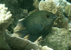Cheiloprion labiatus