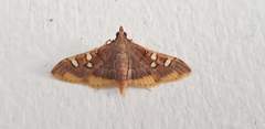 Prophantis adusta