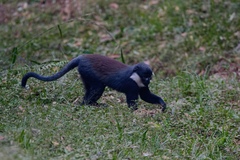 Allochrocebus lhoesti