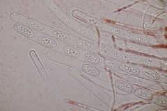 Sarcoscypha austriaca