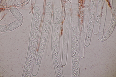 Sarcoscypha austriaca