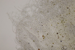 Sarcoscypha austriaca