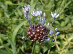 Allium caeruleum