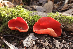 Sarcoscypha coccinea