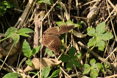 Junonia gregorii