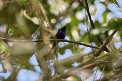 Nectarinia purpureiventris
