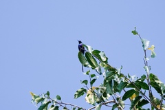 Nectarinia purpureiventris