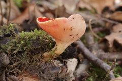 Sarcoscypha austriaca