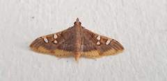 Prophantis adusta