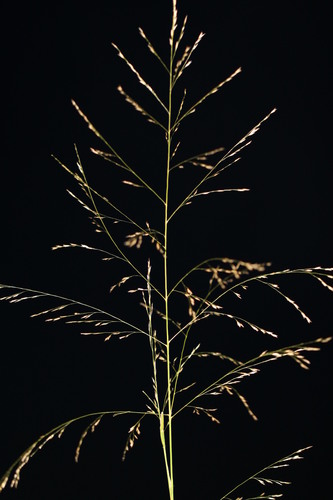 Cumberland sandreed (Calamovilfa arcuata)