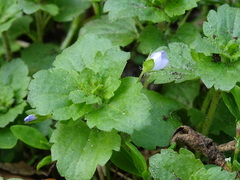 Veronica persica