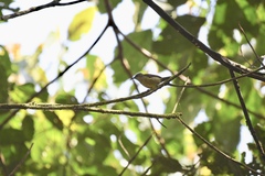 Nectarinia purpureiventris