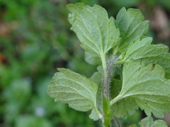 Veronica persica
