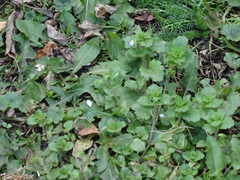 Veronica persica