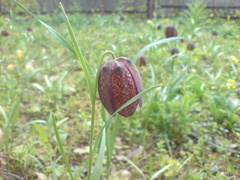 Fritillaria