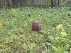Fritillaria