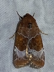 Hampsonodes mastoides